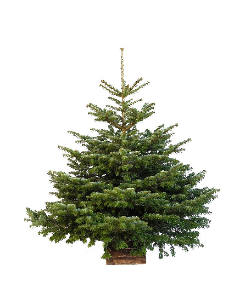 Collecte des sapins de Noël