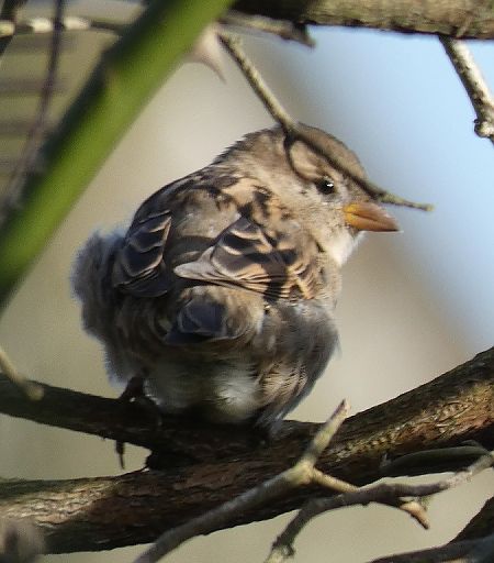 oiseaux_des_jardins